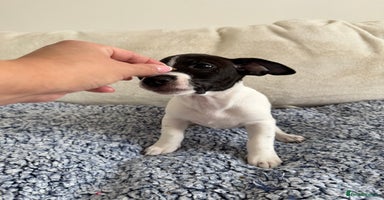 Jack Russell dogs - Advert 7