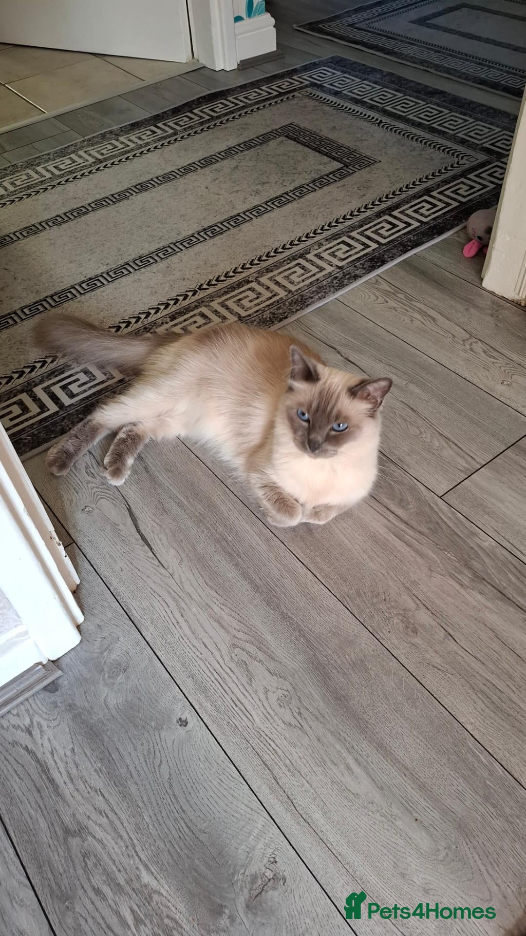Ragdoll cats for sale: Beautiful 6 years old Blue point female Ragdoll - Advert 4