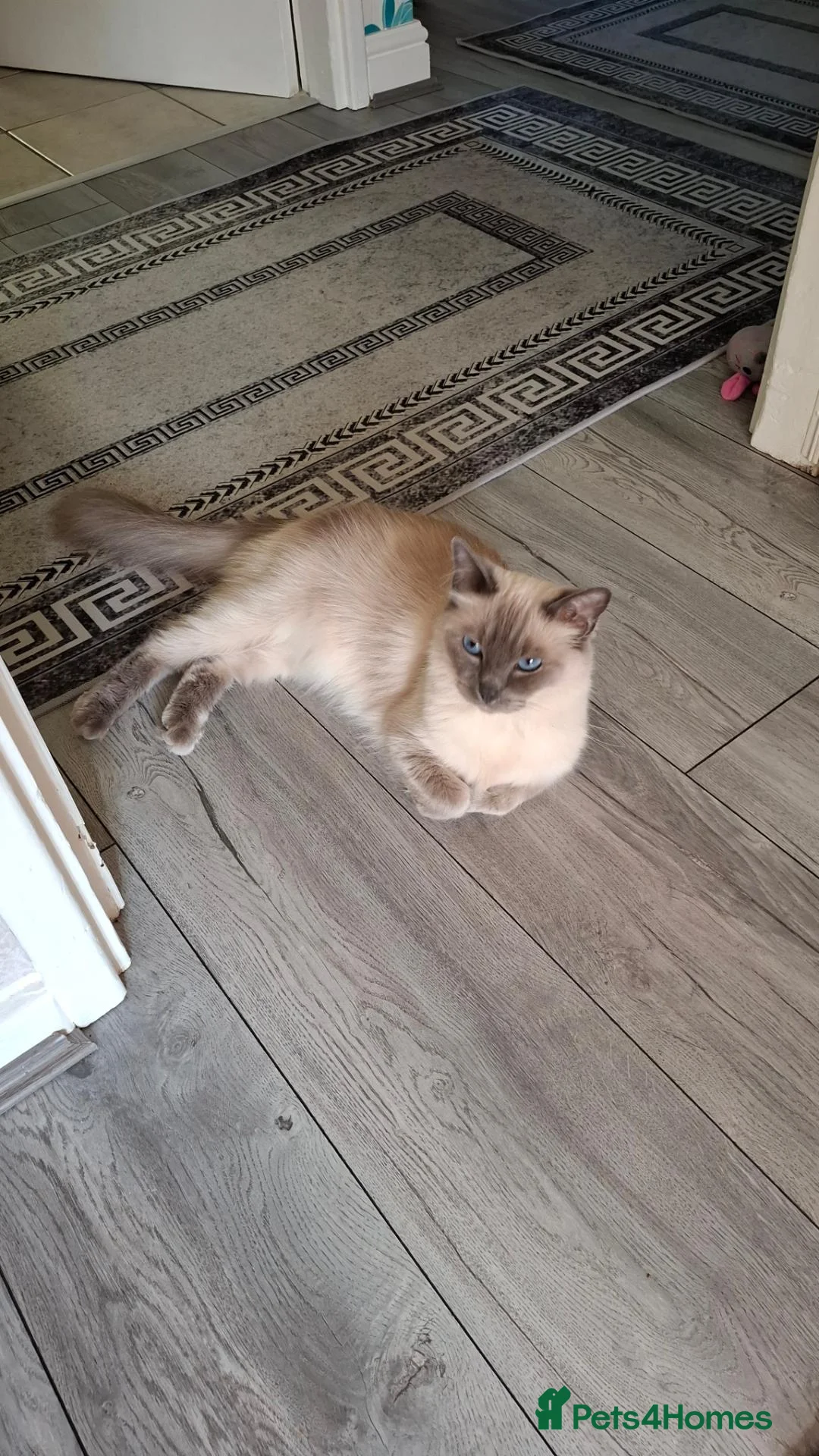 Ragdoll cats for sale: Beautiful 6 years old Blue point female Ragdoll in Wolverhampton - Advert 1