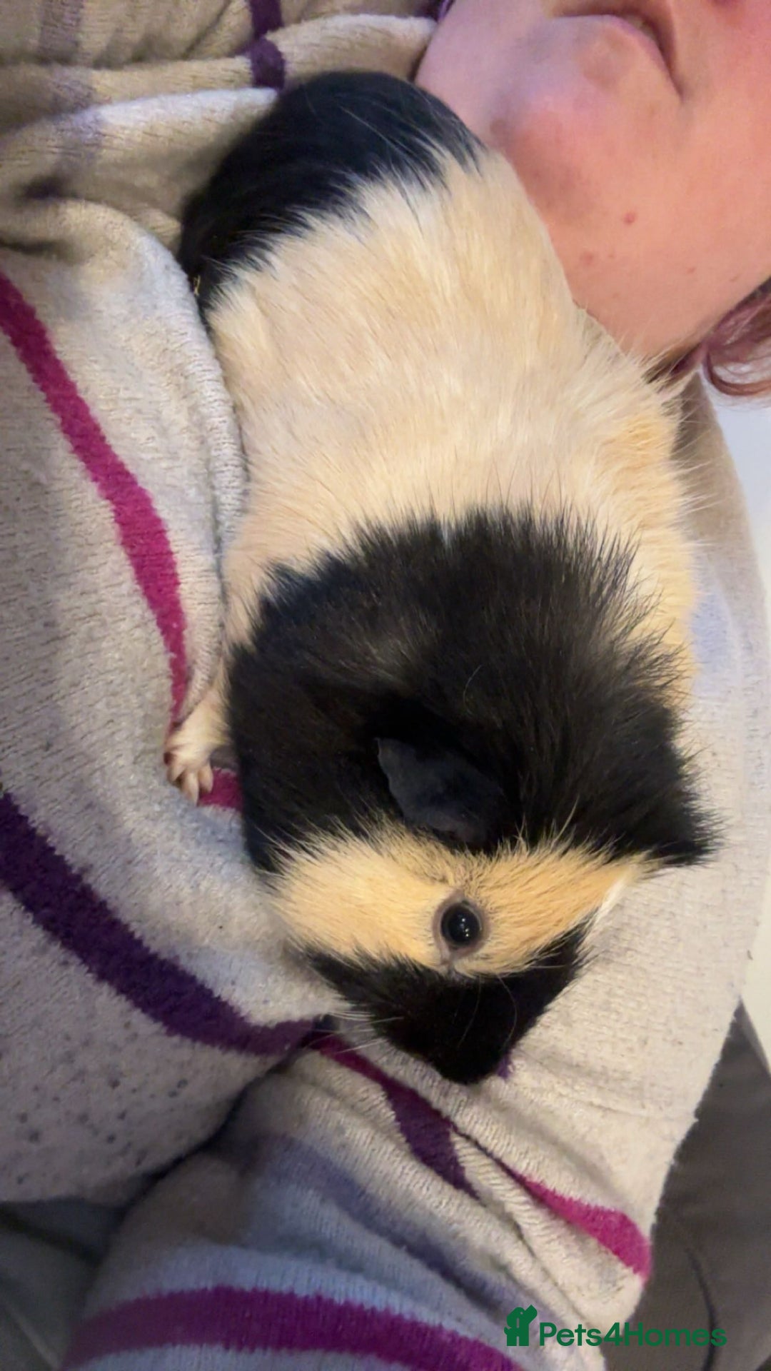 Guinea Pig rodents for sale: Guinea Pigs - Advert 2