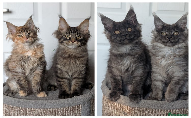 Maine Coon cats - Advert 1