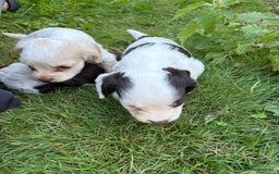 Cocker Spaniel dogs for sale: Cocker Spaniel Pups - Image 11
