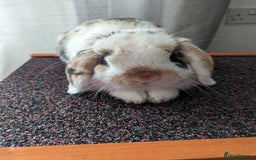 Mini Lop rabbits for sale: Bonded male & female  - Image 3