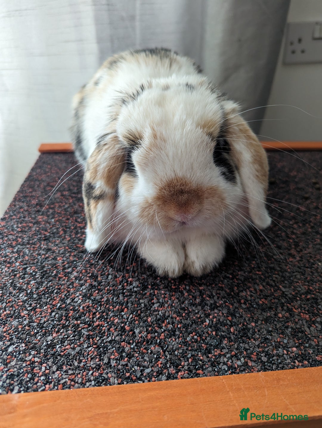 Mini Lop rabbits for sale: Bonded male & female  - Image 3