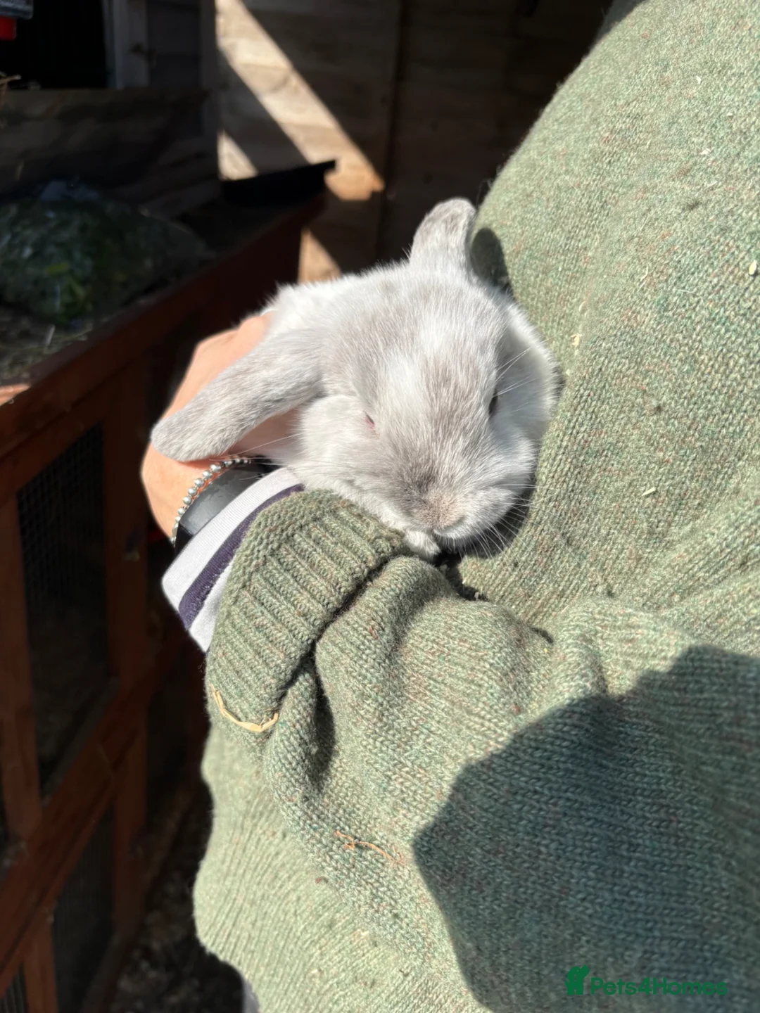 Mini Lop rabbits for sale: Mini Lops - Advert 2