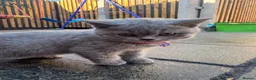 British Shorthair cats for sale: 🐾 Beautiful British Shorthair Girl 🐾 - Advert 6