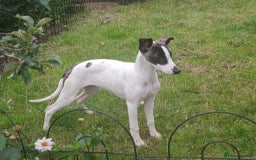 Whippet dogs for sale: Whippet pups - Image 11