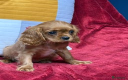 Cavalier King Charles Spaniel dogs for sale: Cavalier king Charles  Ruby's puppy's   - Image 14