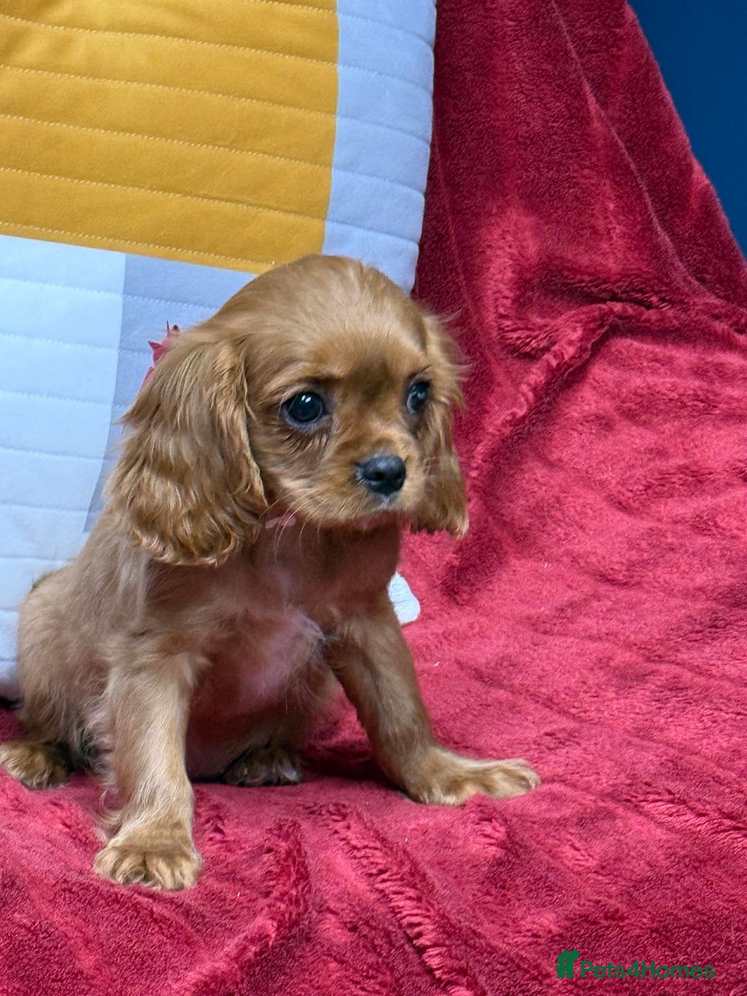 Cavalier King Charles Spaniel dogs for sale: Cavalier king Charles  Ruby's puppy's   - Image 14