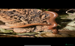 Mixed Breed invertebrates for sale: Isopods, Millipedes & Springtails - Image 16