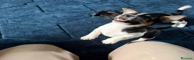 Jack Russell 1