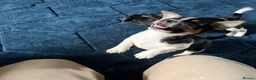 Jack Russell dogs for sale: Four Charming Jack Russells Ready to Bring Joy - Advert 7