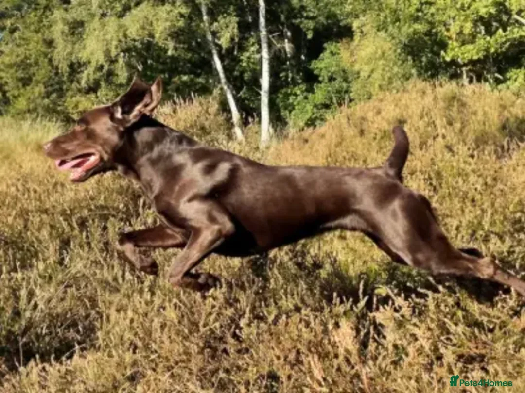 Labrador Retriever dogs for sale: Superb fully health tested chocolate labrador pups - Advert 4