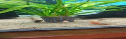 Fancy Goldfish fish for sale: Fancy Godfish  in Bellshill - Advert 3