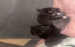 Mixed Breed cats for sale: Female kittens ready to leave - Image 2