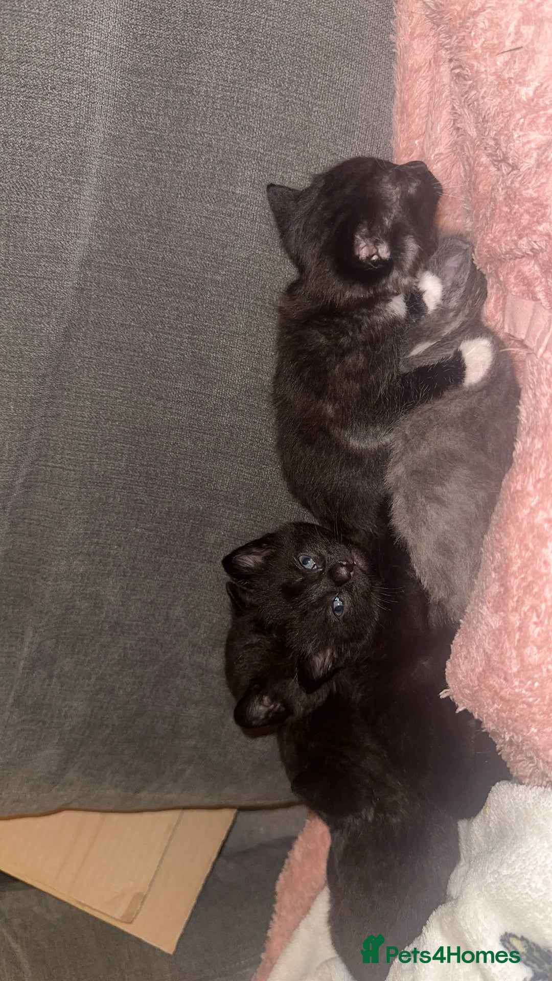 Mixed Breed cats for sale: Female kittens ready to leave - Image 2
