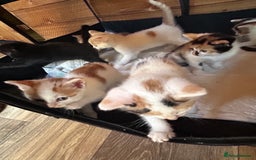 Mixed Breed cats for sale: Baby kittens for sale - Image 18