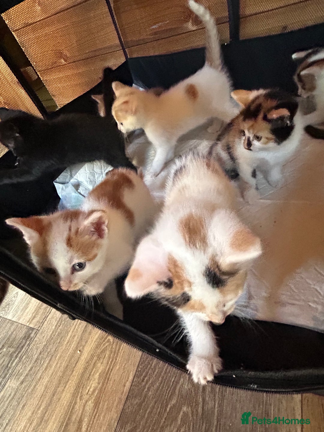 Mixed Breed cats for sale: Baby kittens for sale - Image 18