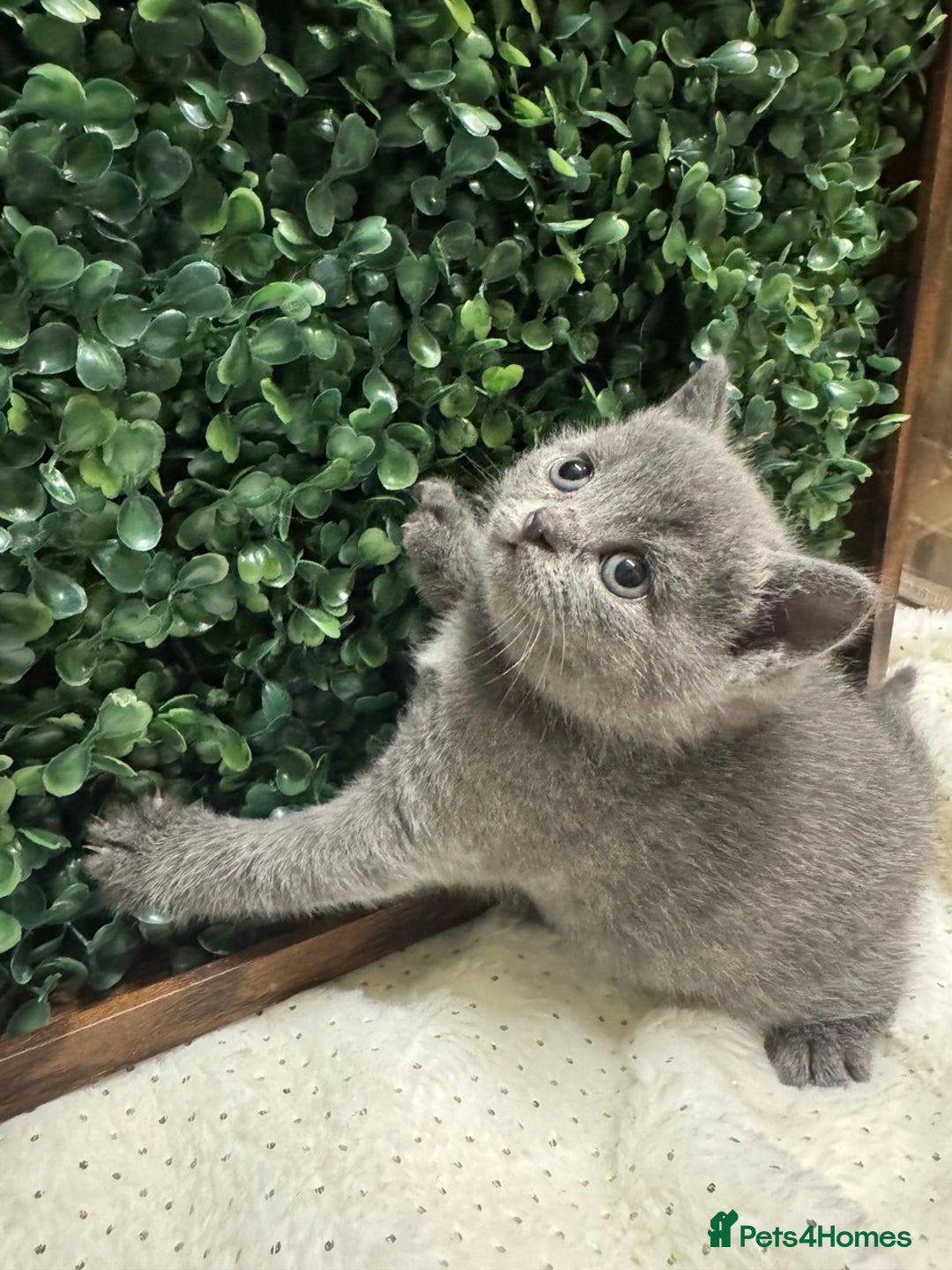 British Shorthair cats for sale: 💕British Shorthair Blue Kittens💕 - Advert 14