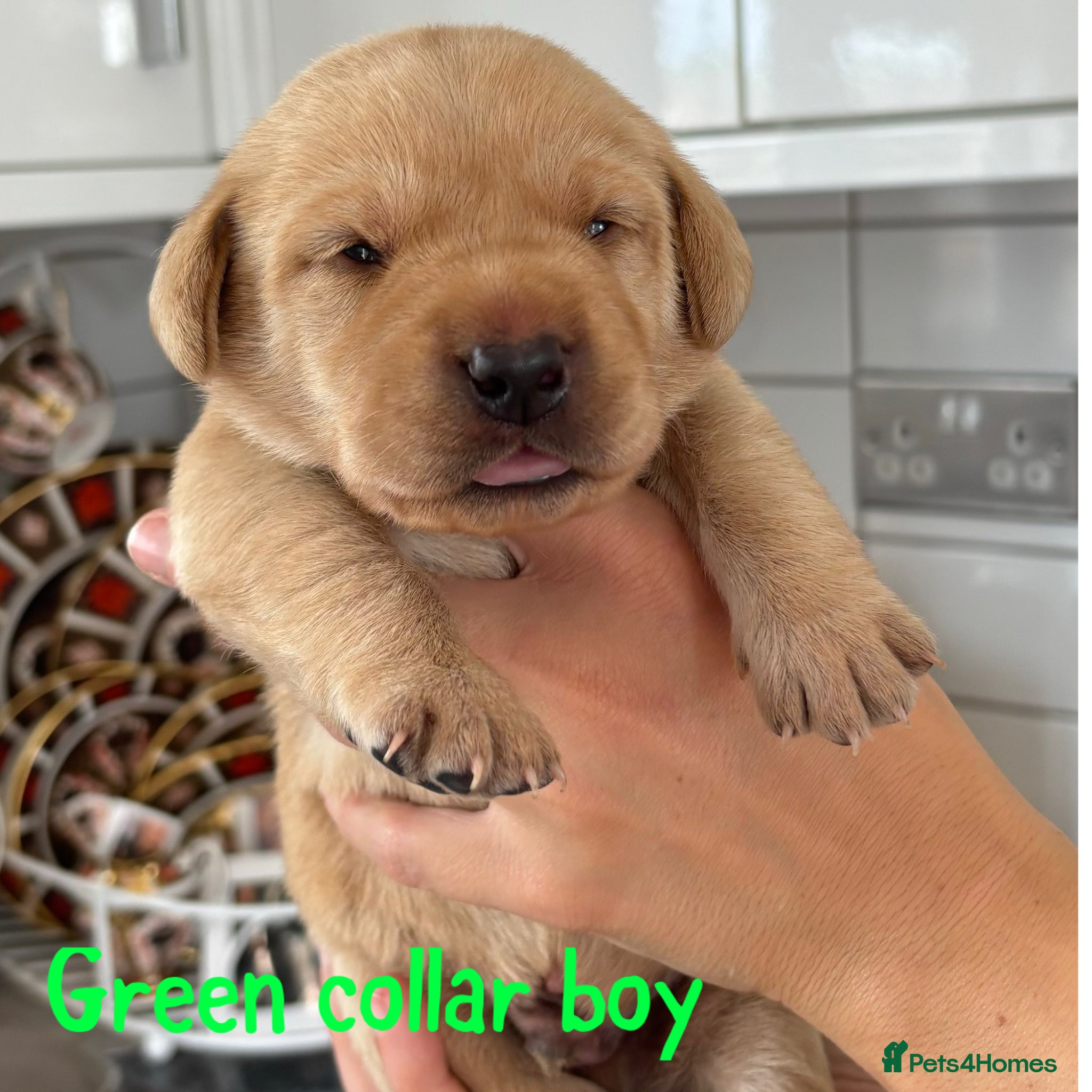 Green Collar boy