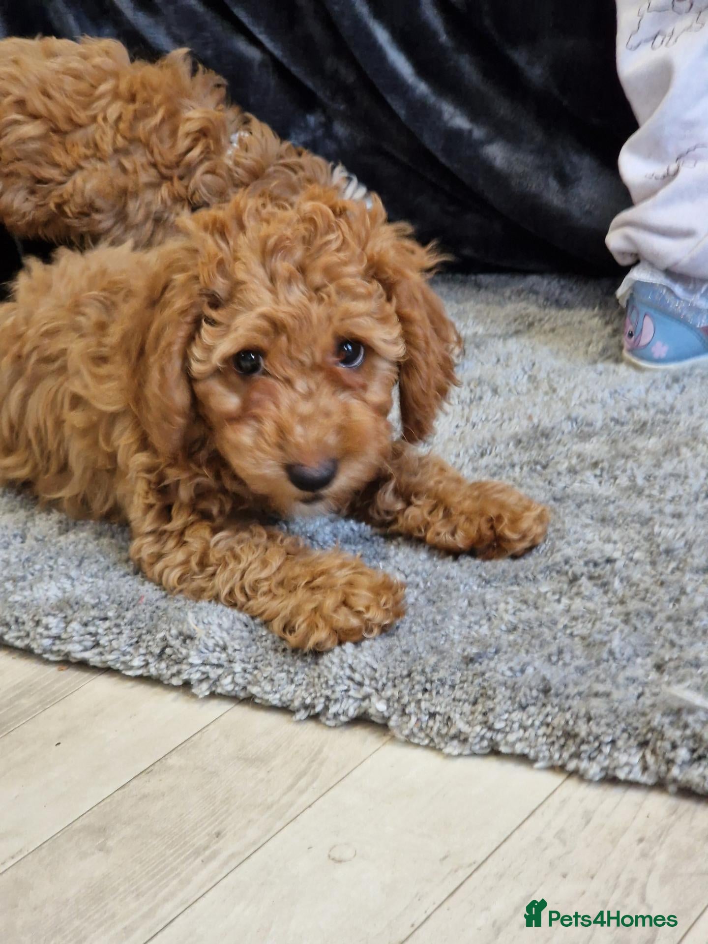 Cavapoo dogs for sale: LAST GIRL!!💖BEAUTIFUL LICENSED-BRED CAVAPOOS💖 - Advert 2