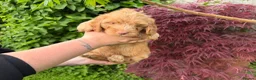 Cockapoo dogs for sale: 3 GIRLS LEFT ,VET CHECKED & READY FOR NEW HOMES 🩷 - Advert 20
