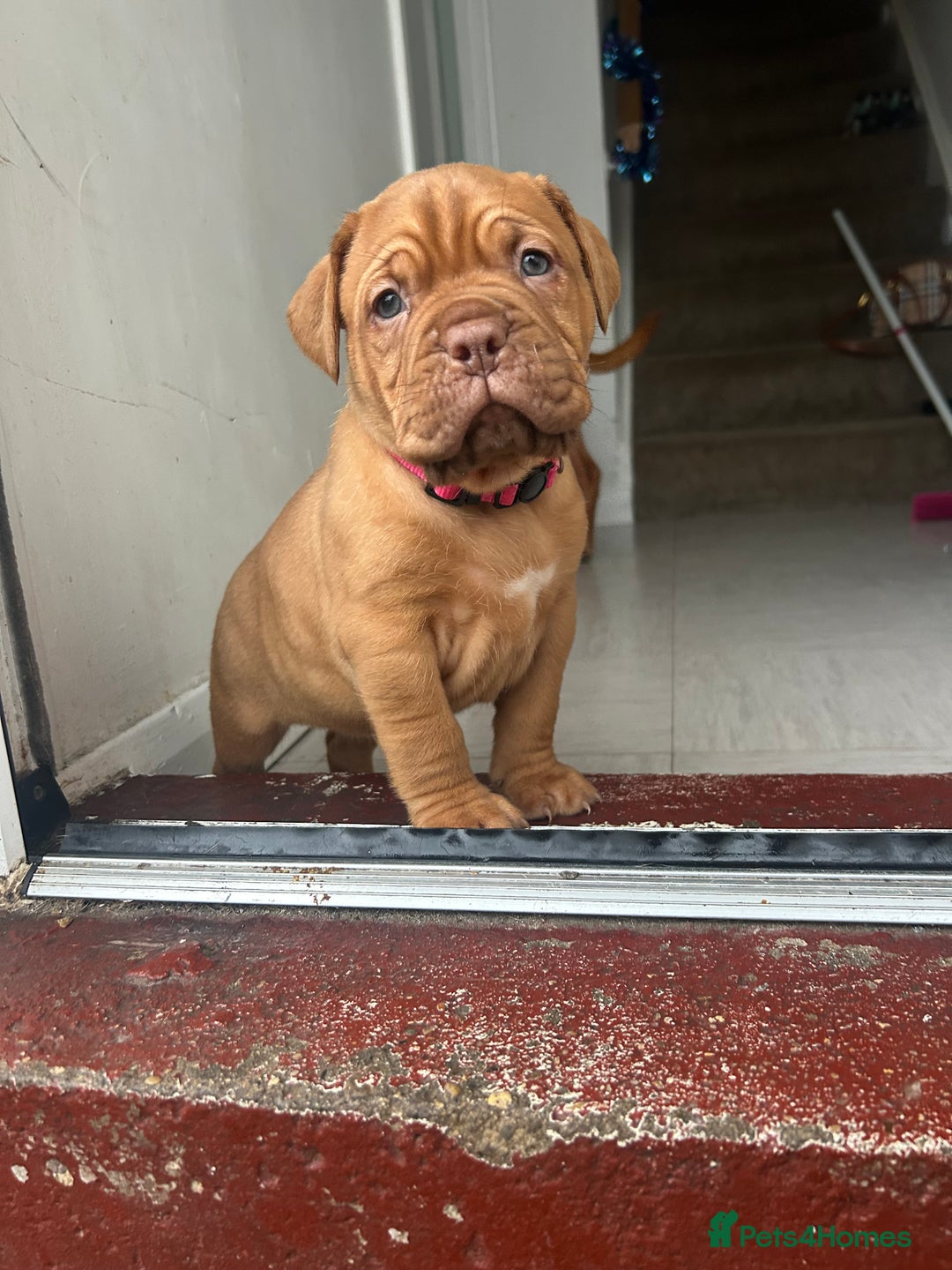 Dogue De Bordeaux dogs for sale: 2 BITCHES!LEFTFULL PEDIGREE 🦁 dogue de Bordeaux  - Advert 5