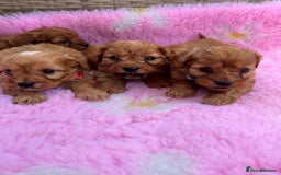 Cavapoo dogs for sale: *red cavapoos* - Image 4