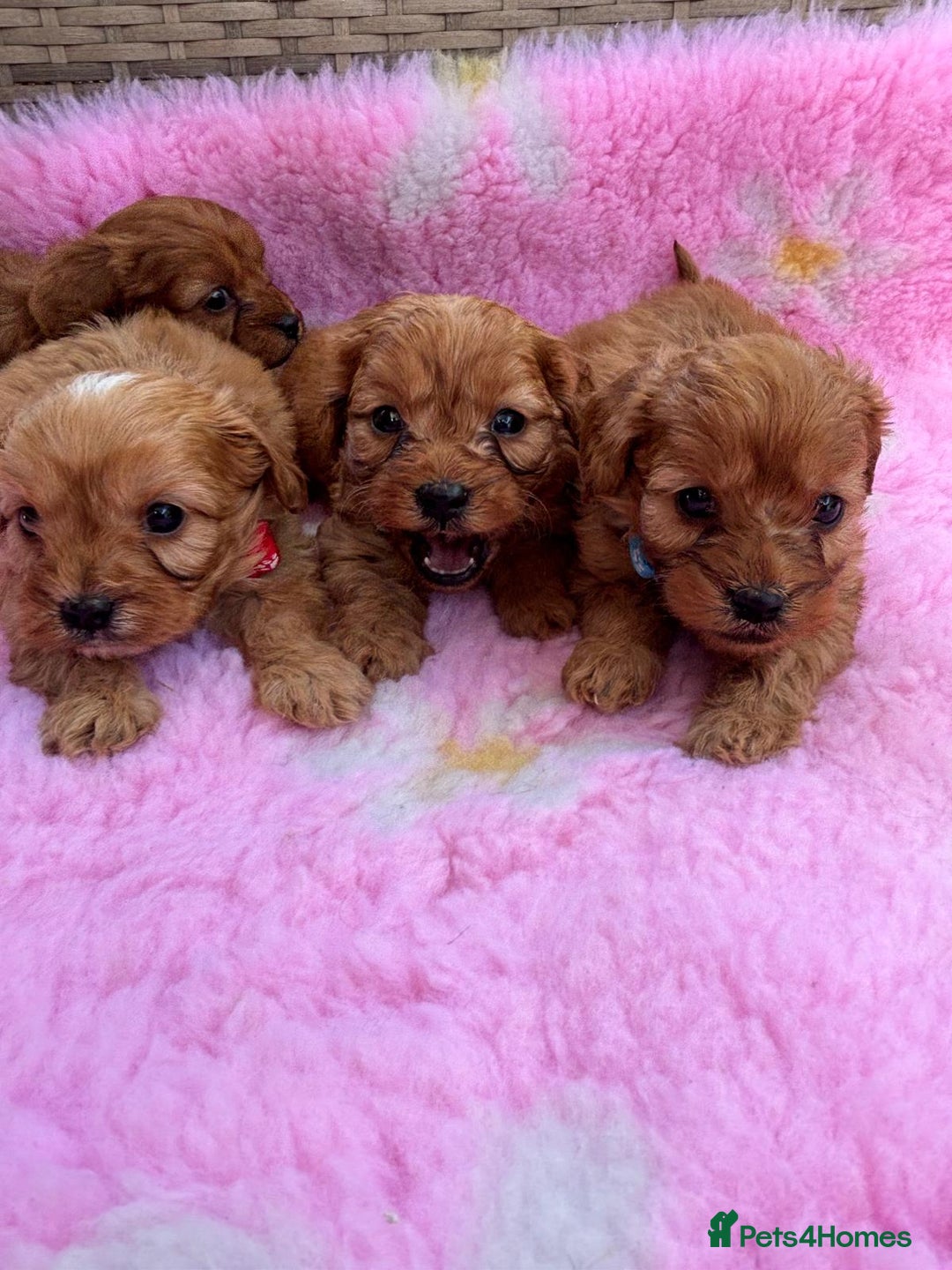 Cavapoo dogs for sale: *red cavapoos* - Image 4