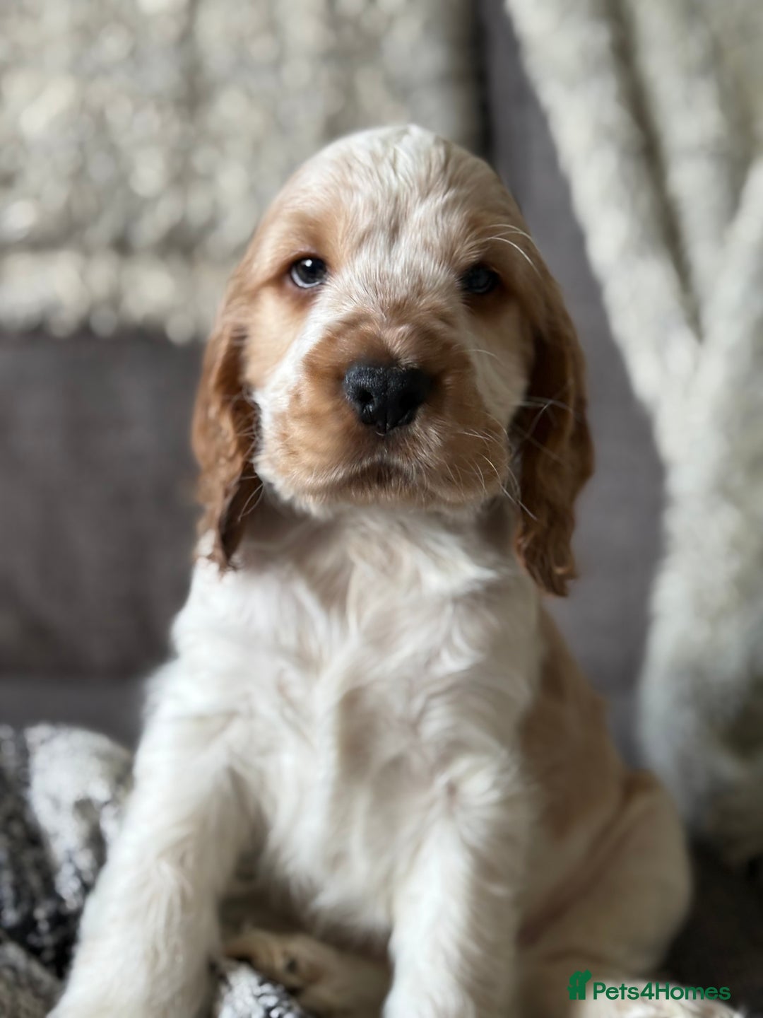 Cocker Spaniel dogs for sale: 2 orange roan cocker spaniels  - Advert 9