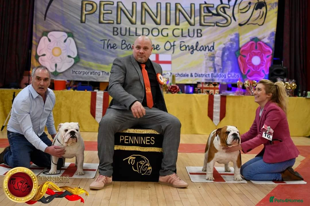English Bulldog dogs for stud: UK CHAMPION 🏆 health tested.  in Bradford - Advert 4