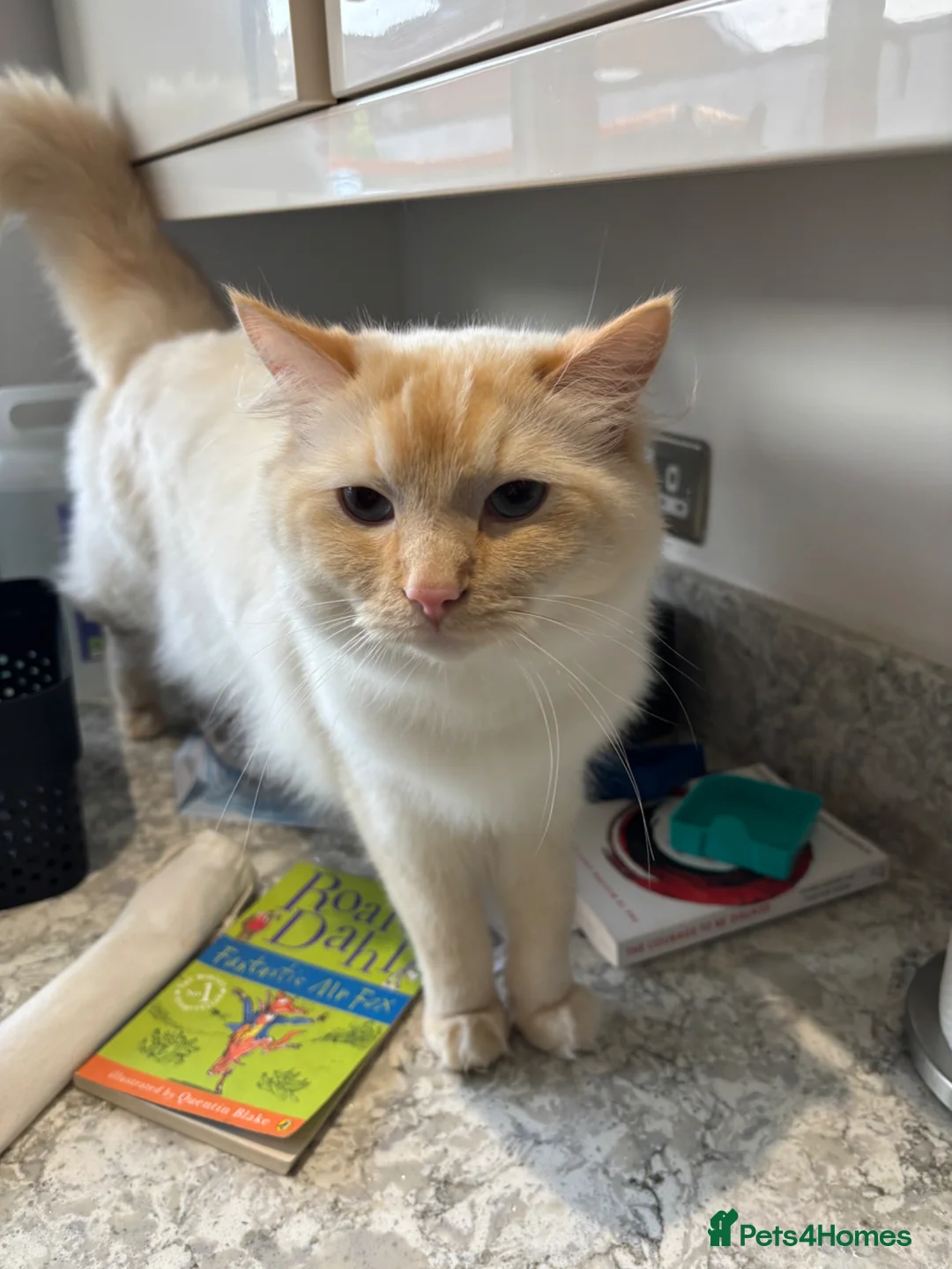 Ragdoll cats for sale: 2 Beautiful Boy Ragdolls in Rayleigh - Advert 2