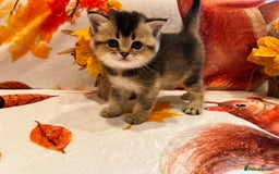 Scottish Fold cats for sale: Purrfect little babies - Image 13