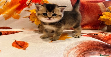 Scottish Fold cats - Advert 15