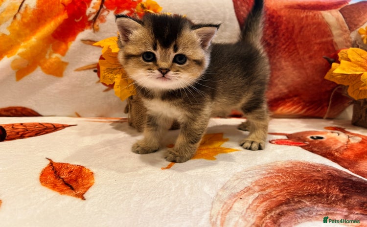 Scottish Fold cats - Advert 12