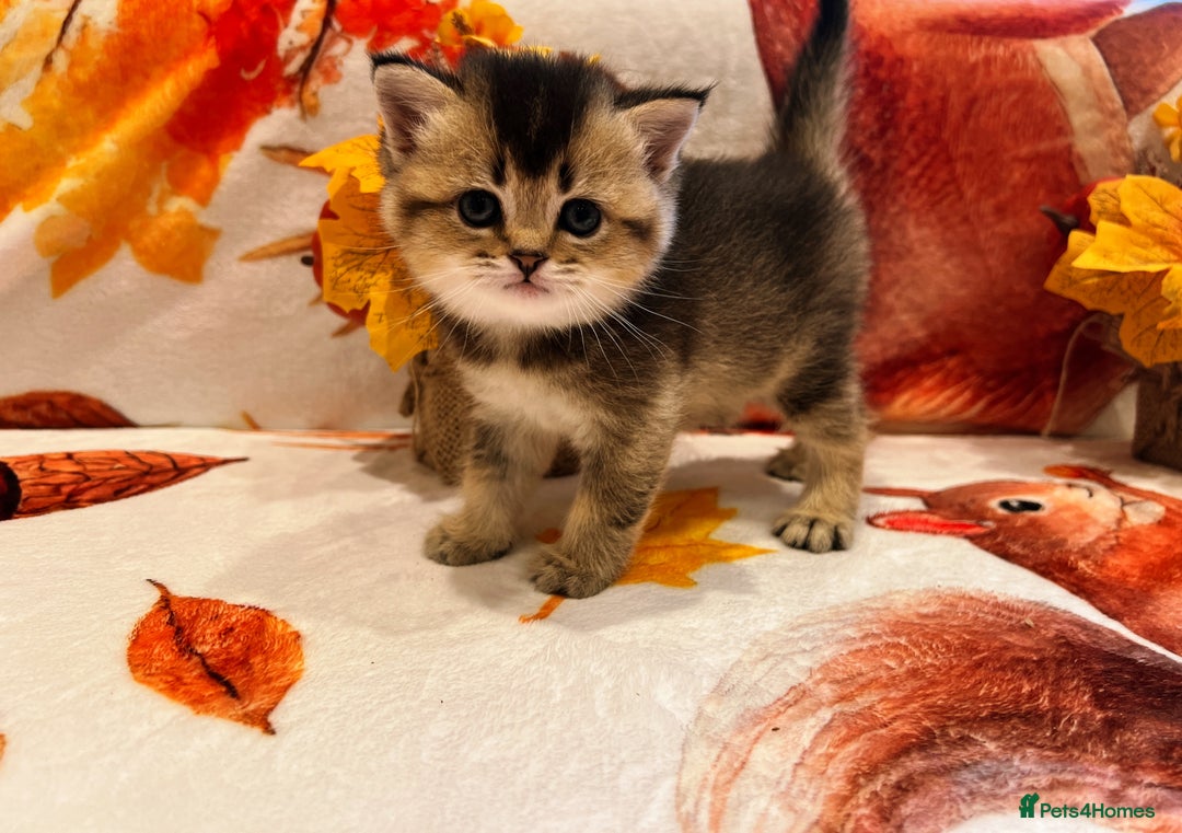 Scottish Fold cats for sale: Purrfect little babies - Image 13
