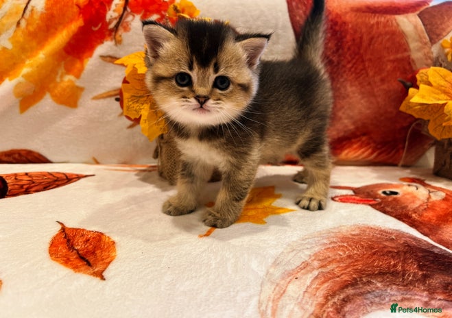 Scottish Fold cats - Advert 3