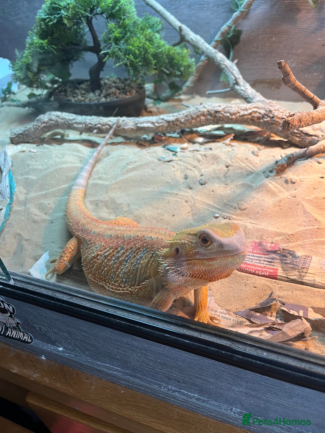 Bearded Dragon reptiles for sale: Bearded dragon  - Advert 3