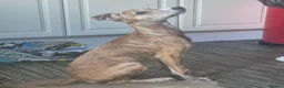 Lurcher dogs for sale: Male lurcher pup  - Advert 3