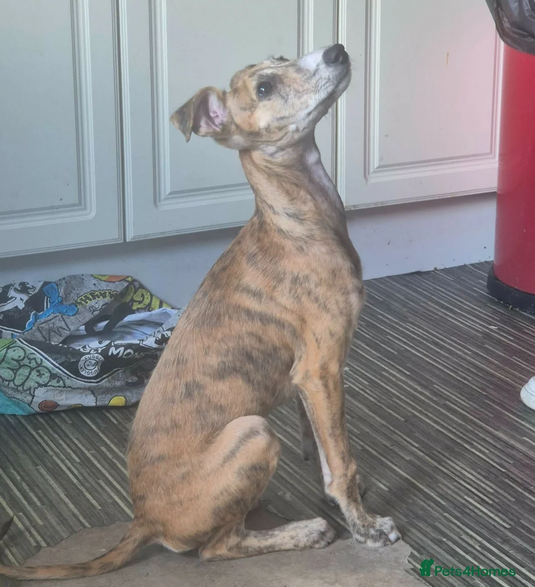 Lurcher dogs for sale: Male lurcher pup  - Advert 3
