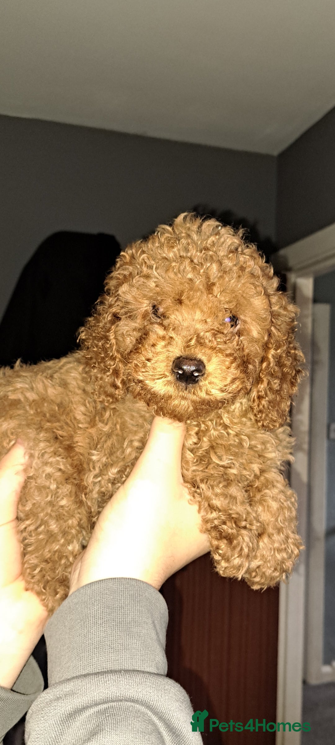 Cockapoo dogs for sale: Stunning toy cockapoo - Image 5