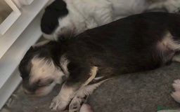 Cockapoo dogs for sale: F1 cockapoos beautiful litter 5 left* - Image 8