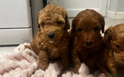 Cockapoo dogs for sale: F1b cockapoo  - Advert 1