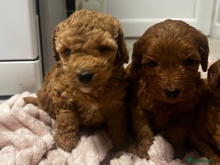 Cockapoo dogs for sale: F1b cockapoo - Advert 1