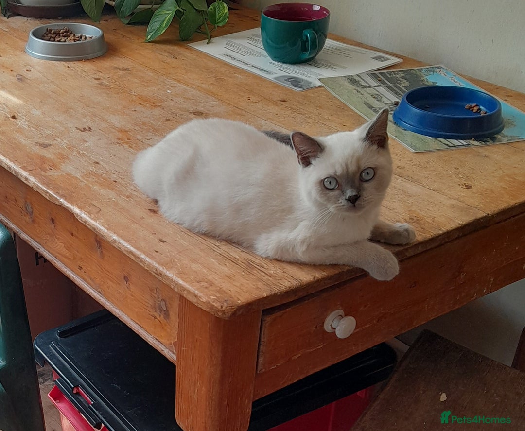 British Shorthair cats for sale: BSH Kitten - Male 5 Mth Old - Lilac Colourpoint - Image 6