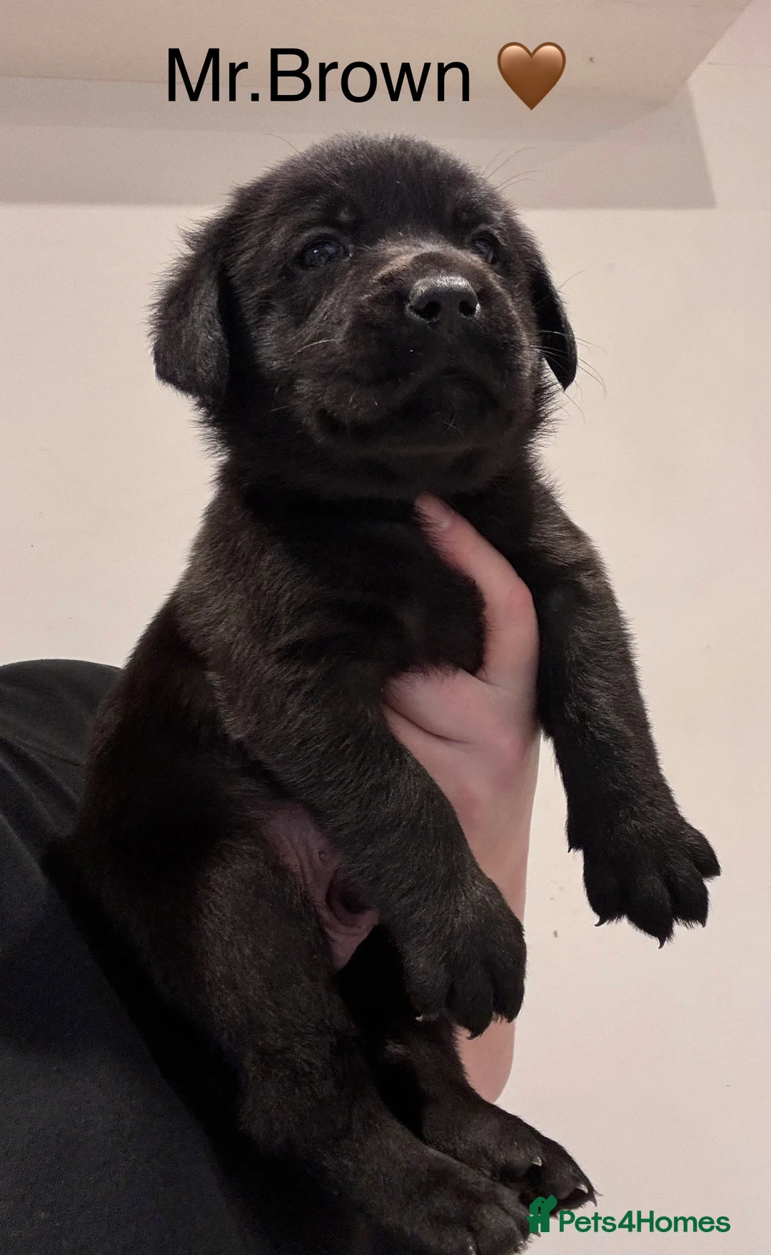 Labrador Retriever dogs for sale: Quality KC Registered Labrador Retriever Puppies - Advert 6