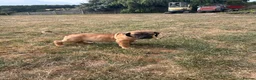 Boerboel dogs for sale: South African boerboel - Advert 13