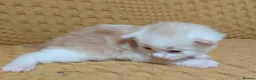Maine Coon cats for sale: Maine coon kittens - Advert 10