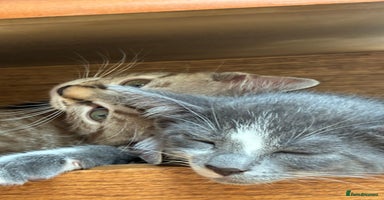 Bengal cats - Advert 3