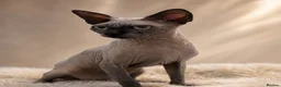 Sphynx cats for stud: TICA Registered Active,Canadian Sphynx is for STUD - Advert 1